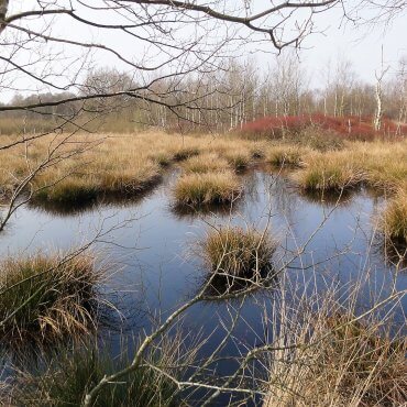 Erarbeitung eines Managementplanes für das FFH-Gebiet Nr. 25 "Placken-, Königs- und Stoteler Moor" (Projekt: 5589)