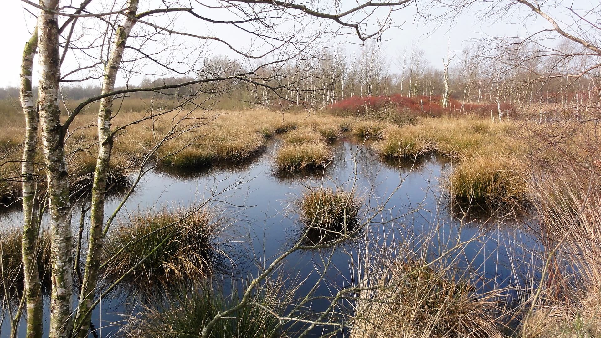 Erarbeitung eines Managementplanes für das FFH-Gebiet Nr. 25 