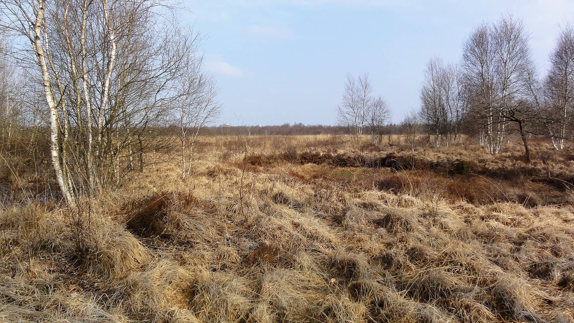 Erarbeitung eines Managementplanes für das FFH-Gebiet Nr. 25 