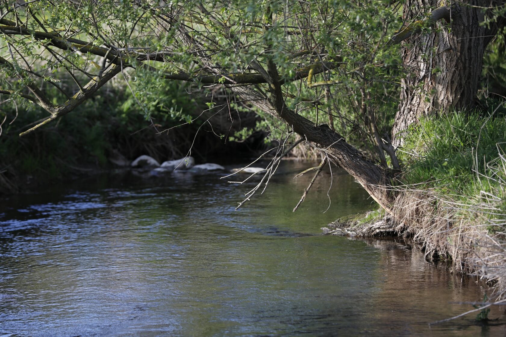 Fischschonende Pumpen